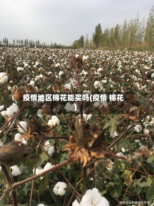 疫情地区棉花能买吗(疫情 棉花)-第1张图片